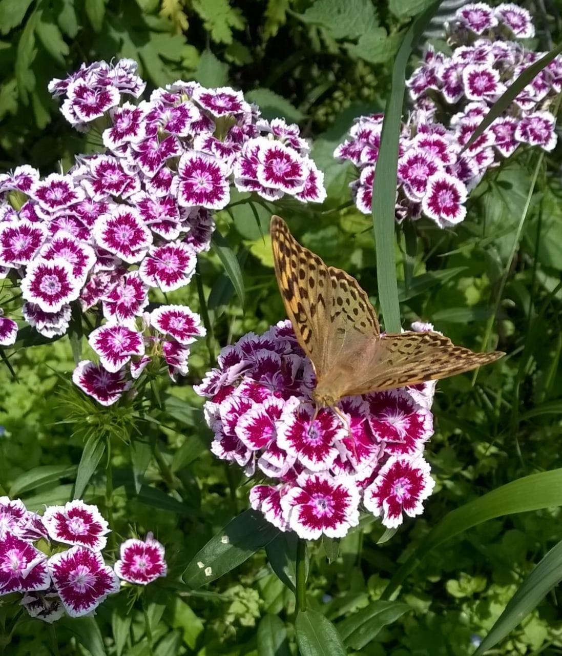 Ojakh Dilijan Bagian luar foto